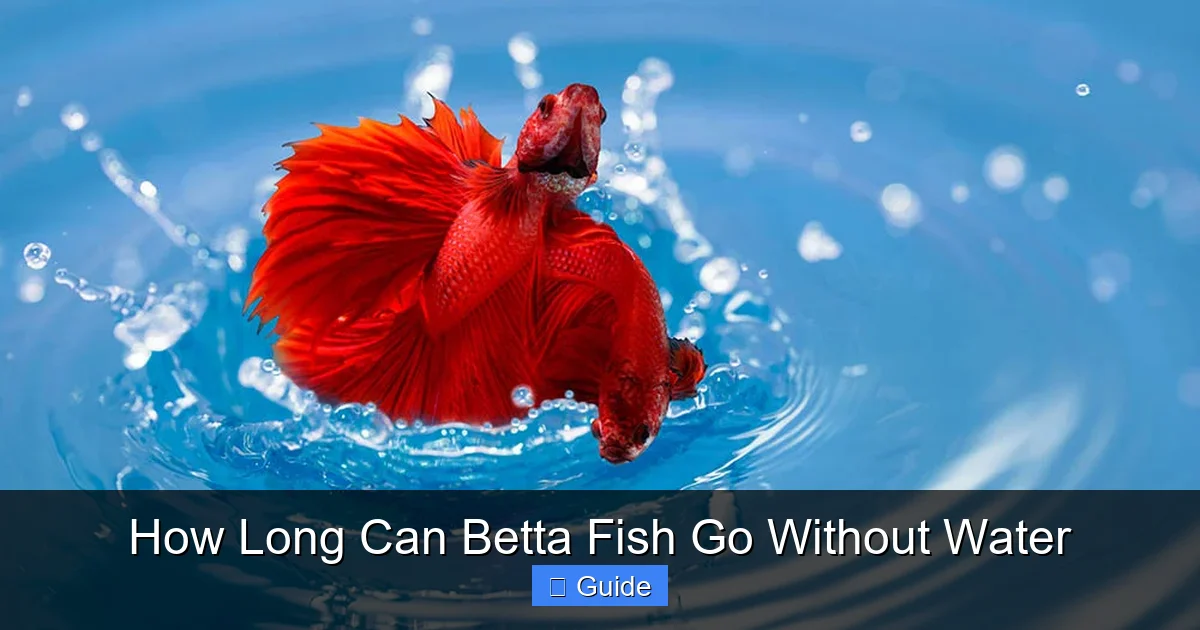 How Long Can Betta Fish Go Without Water