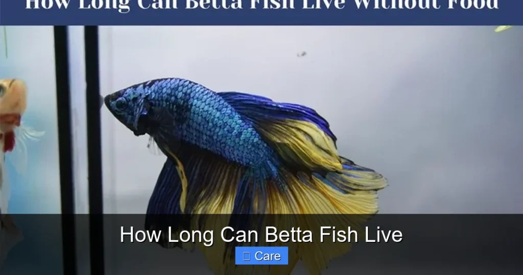 How Long Can Betta Fish Live