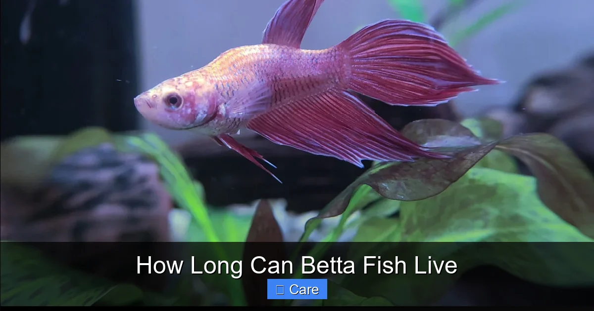 How Long Can Betta Fish Live