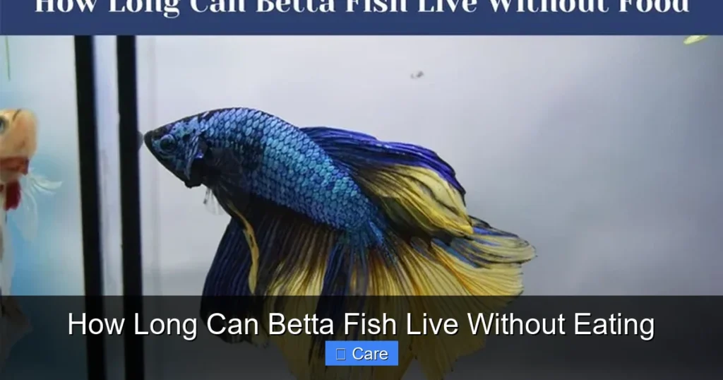 How Long Can Betta Fish Live Without Eating