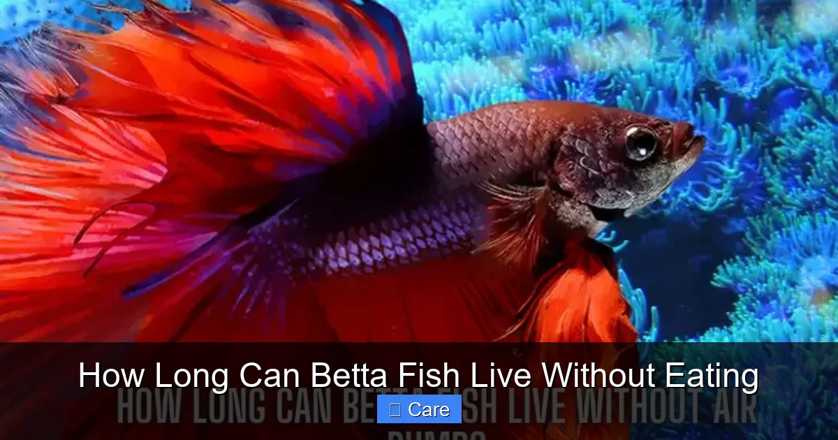 How Long Can Betta Fish Live Without Eating