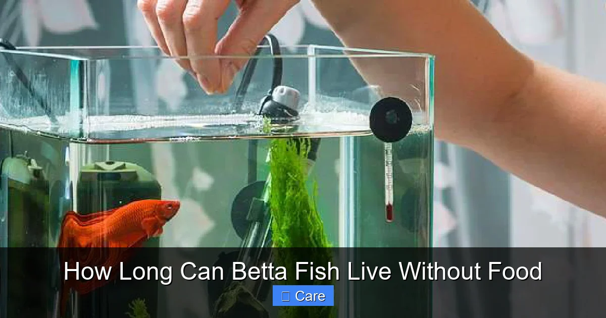 How Long Can Betta Fish Live Without Food
