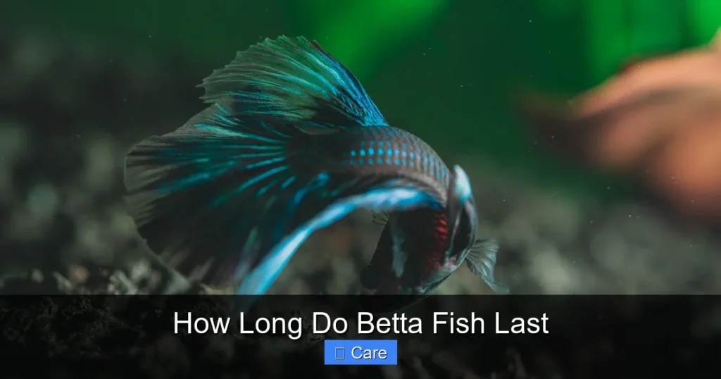 How Long Do Betta Fish Last