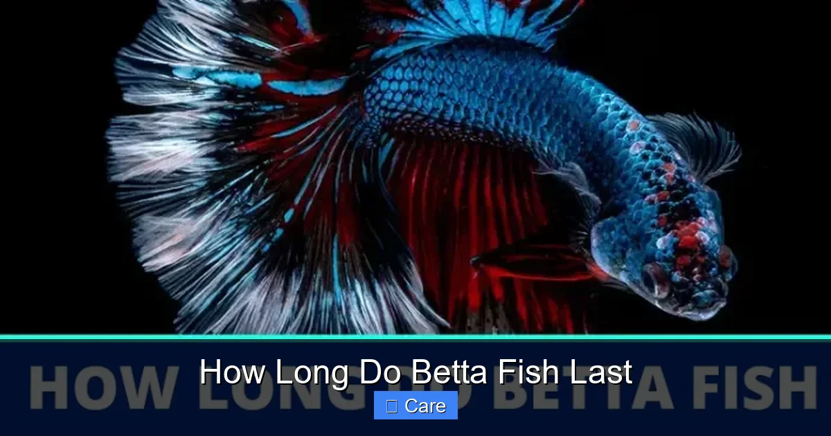 How Long Do Betta Fish Last