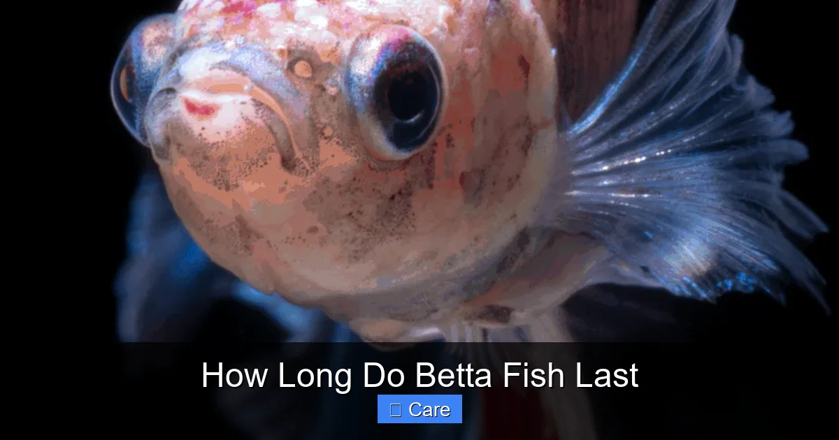 How Long Do Betta Fish Last