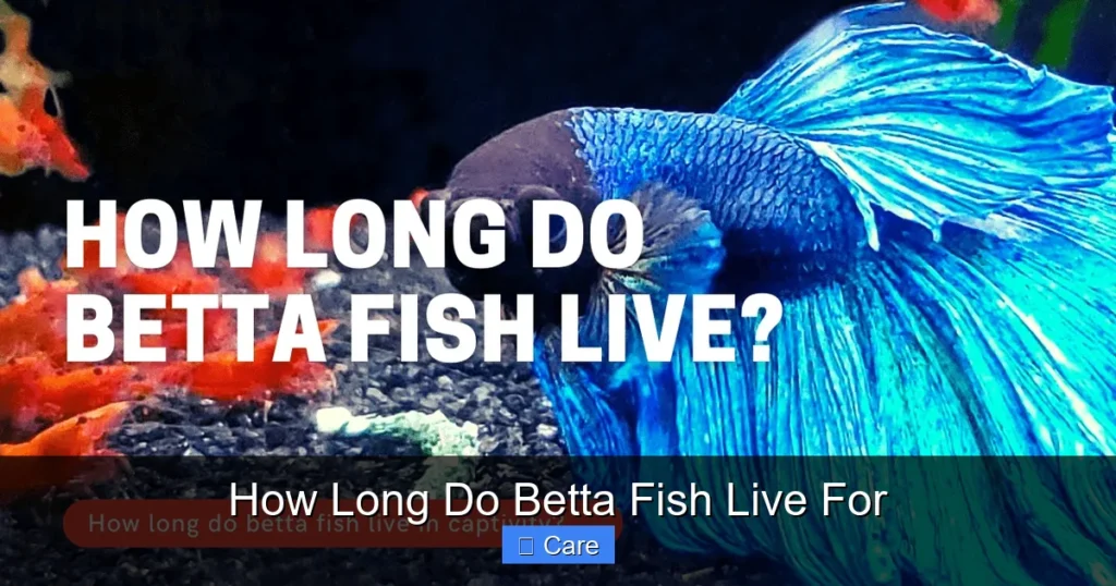 How Long Do Betta Fish Live For