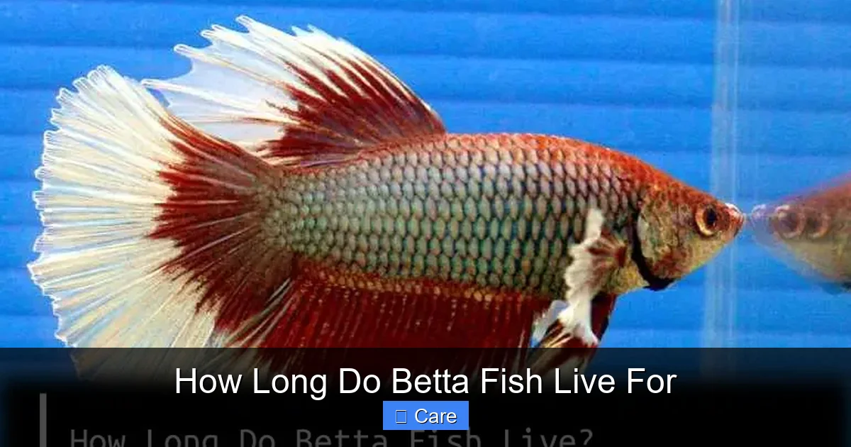 How Long Do Betta Fish Live For