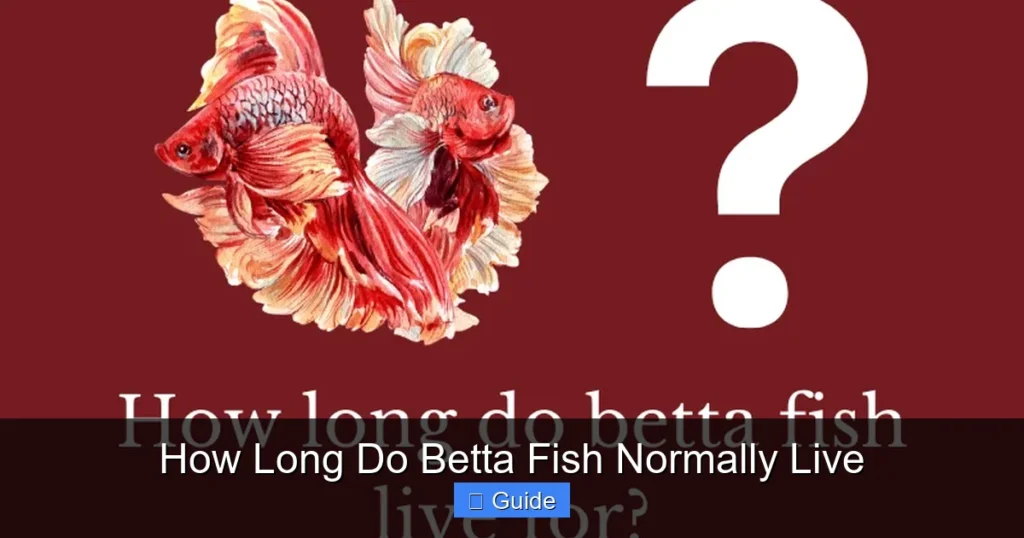 How Long Do Betta Fish Normally Live