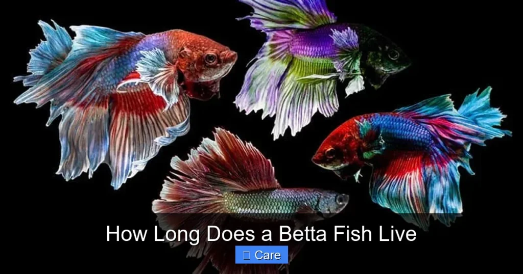 How Long Does a Betta Fish Live