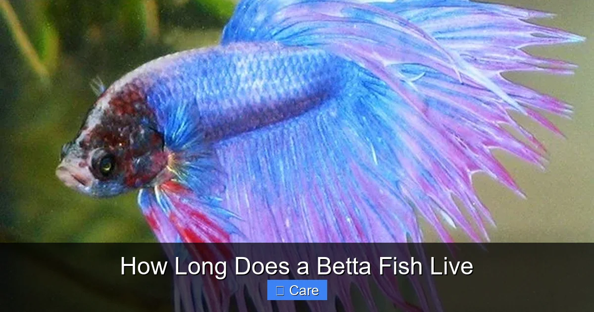 How Long Does a Betta Fish Live