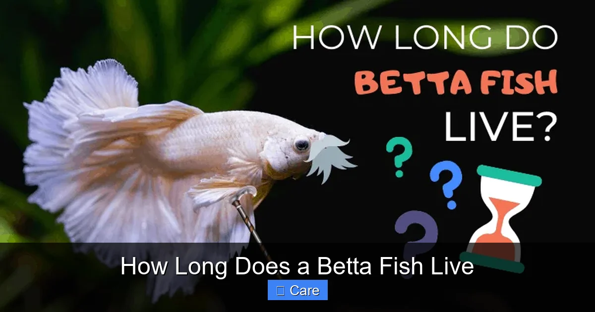 How Long Does a Betta Fish Live