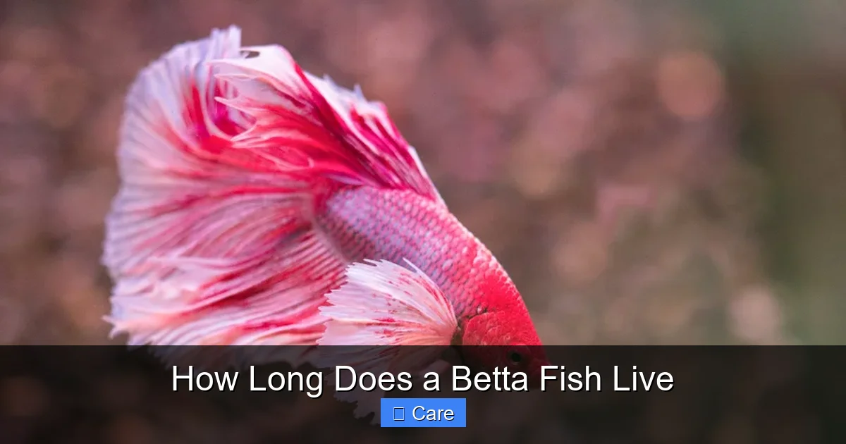 How Long Does a Betta Fish Live