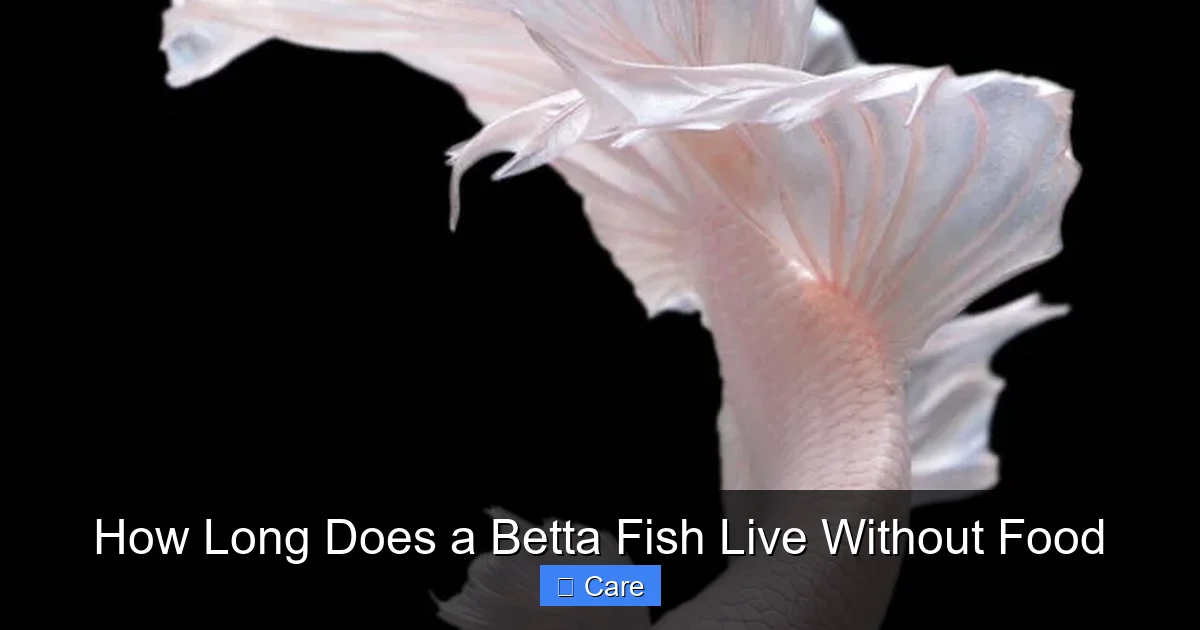 How Long Does a Betta Fish Live Without Food