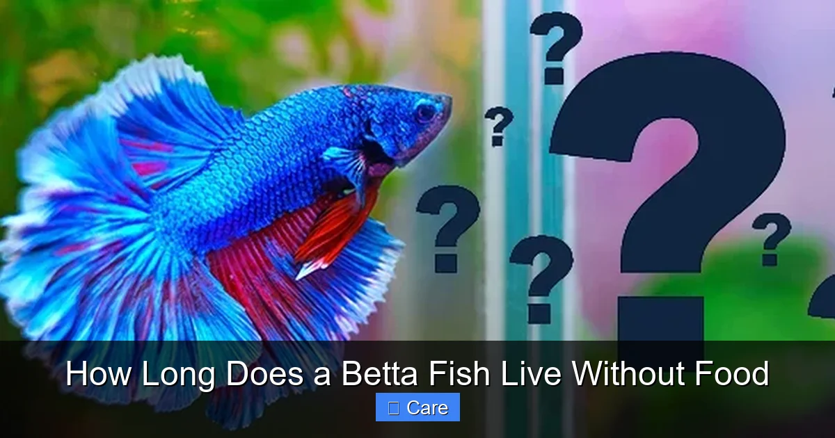 How Long Does a Betta Fish Live Without Food