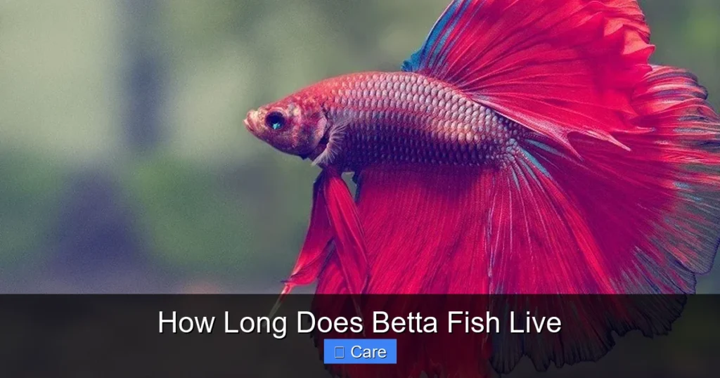 How Long Does Betta Fish Live