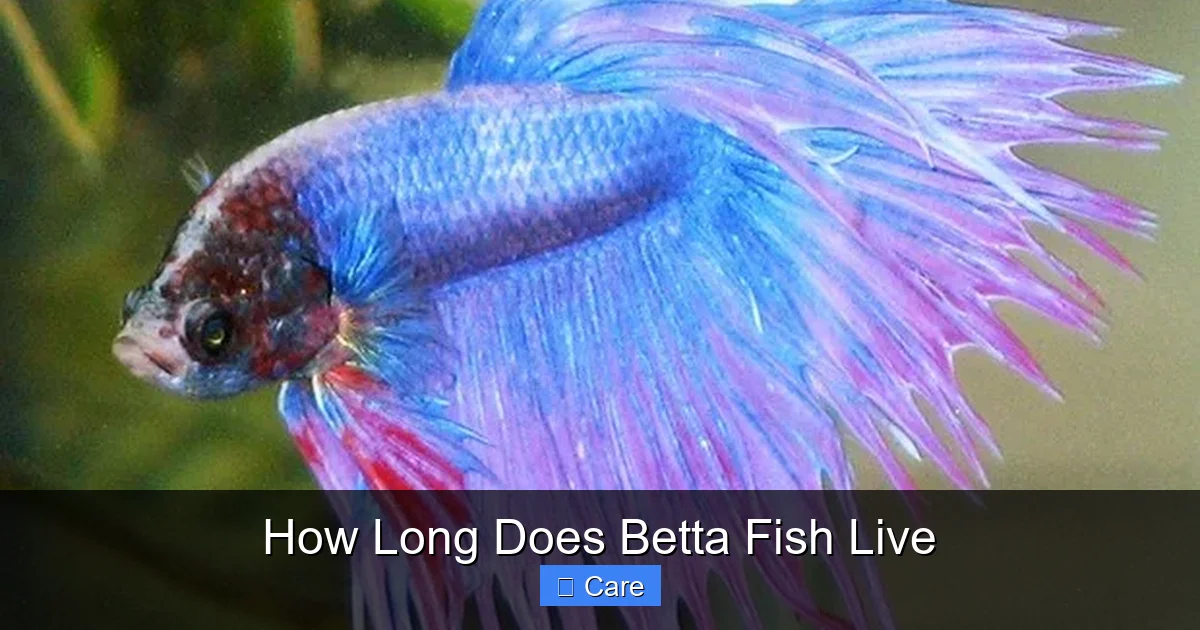How Long Does Betta Fish Live