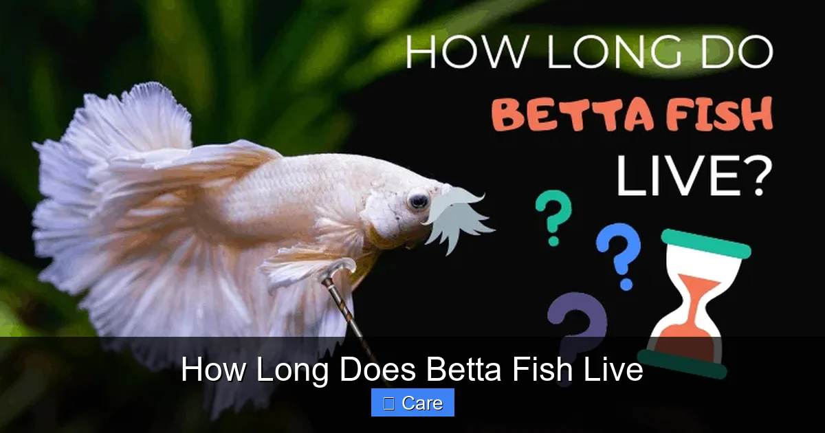 How Long Does Betta Fish Live