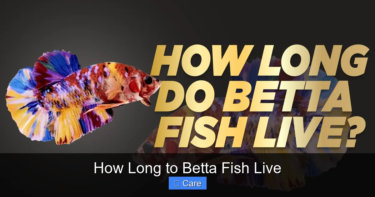 How Long to Betta Fish Live