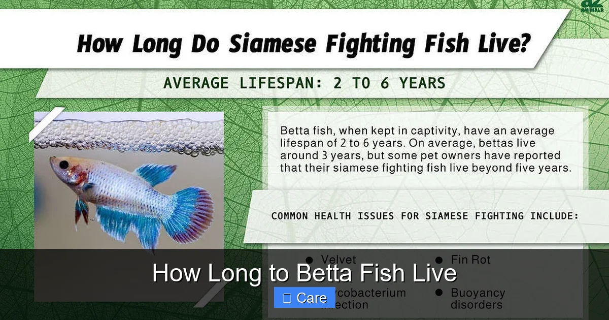 How Long to Betta Fish Live