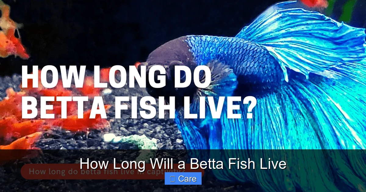 How Long Will a Betta Fish Live
