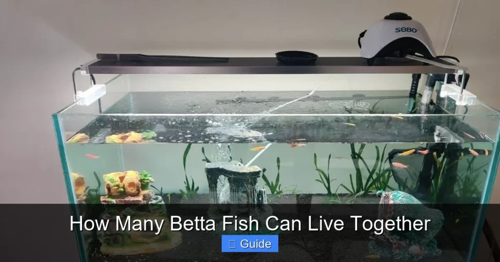 How Many Betta Fish Can Live Together