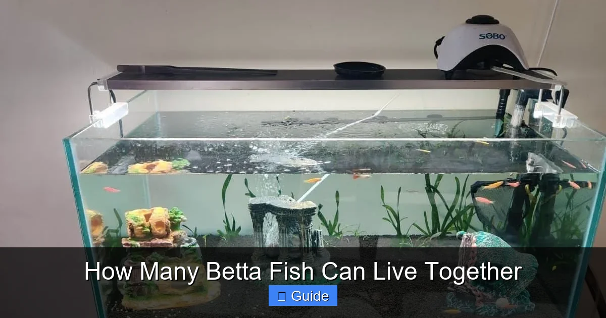 How Many Betta Fish Can Live Together