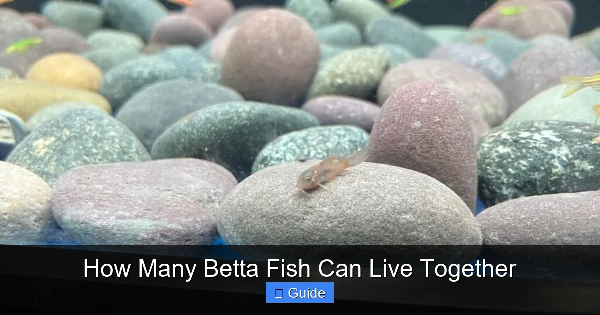 How Many Betta Fish Can Live Together