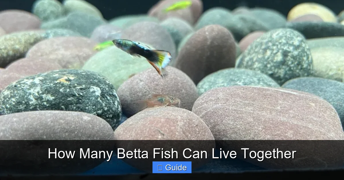 How Many Betta Fish Can Live Together