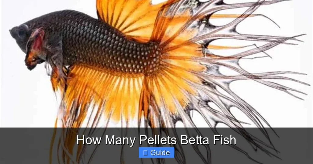 How Many Pellets Betta Fish