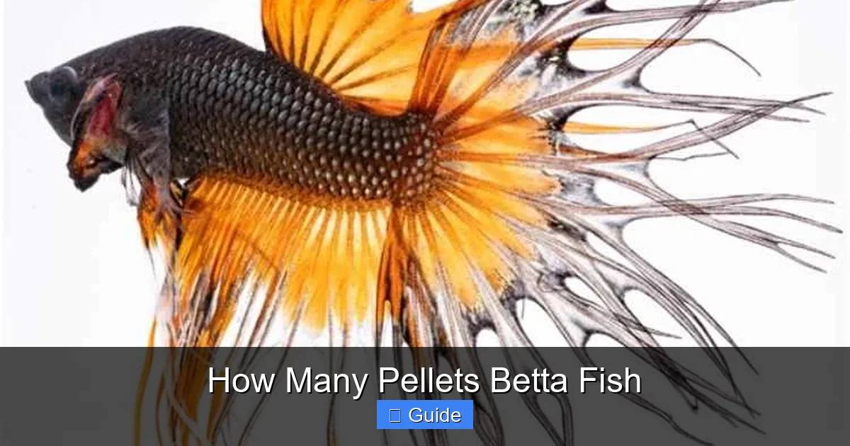 How Many Pellets Betta Fish