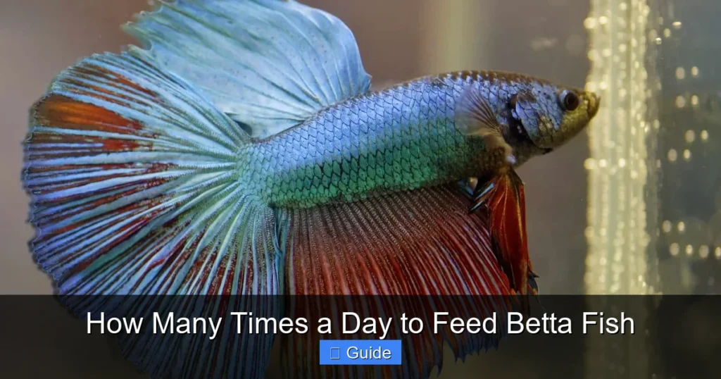 How Many Times a Day to Feed Betta Fish
