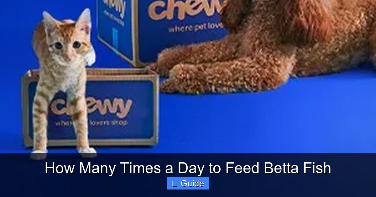 How Many Times a Day to Feed Betta Fish