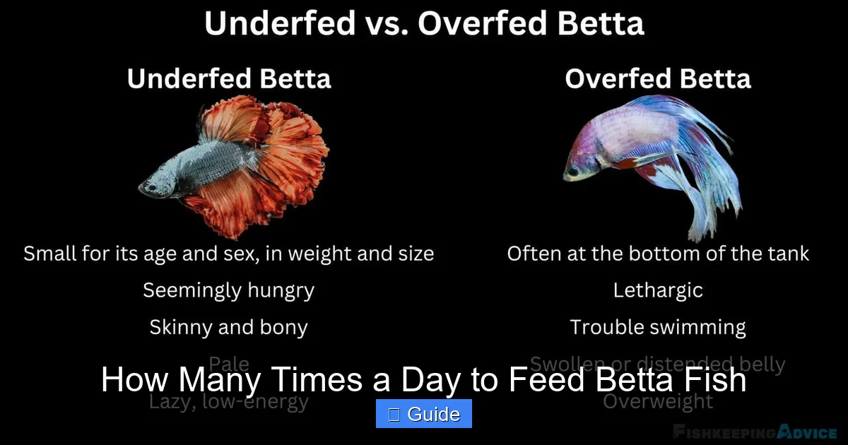 How Many Times a Day to Feed Betta Fish