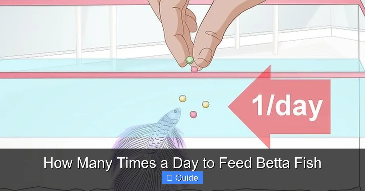 How Many Times a Day to Feed Betta Fish