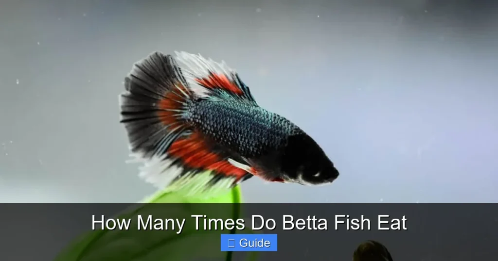 How Many Times Do Betta Fish Eat