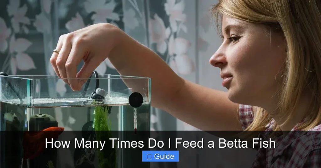How Many Times Do I Feed a Betta Fish
