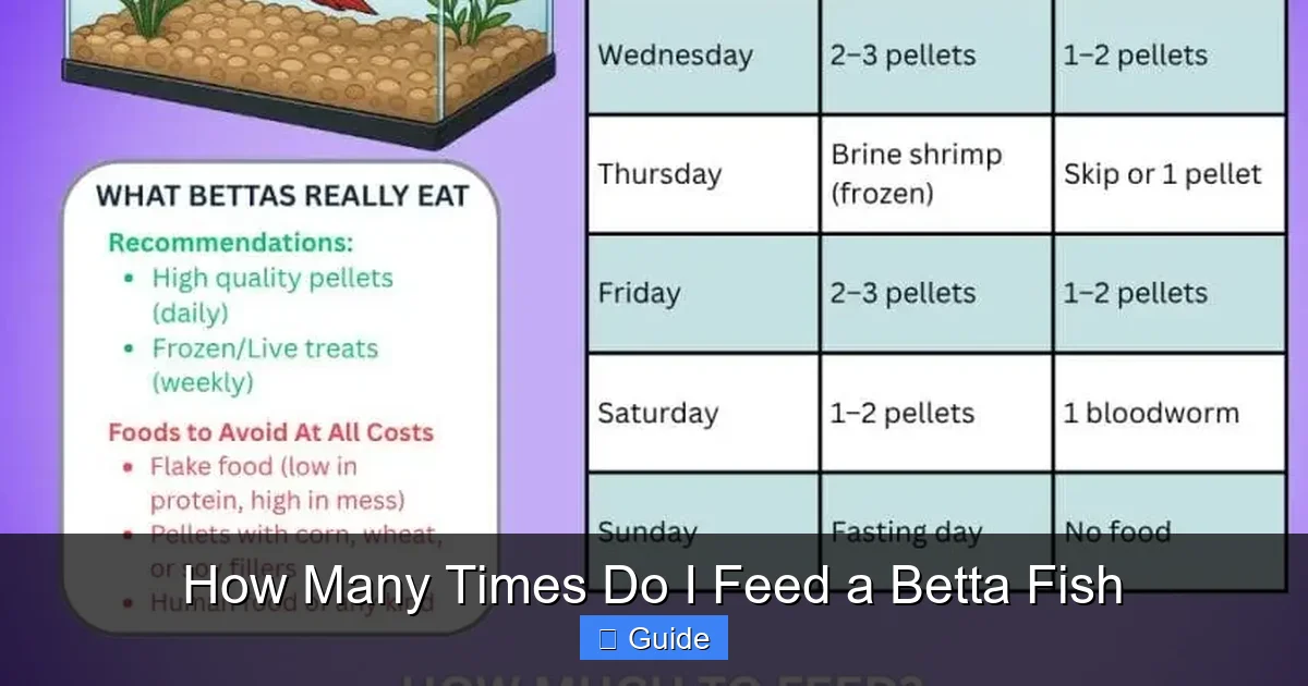 How Many Times Do I Feed a Betta Fish