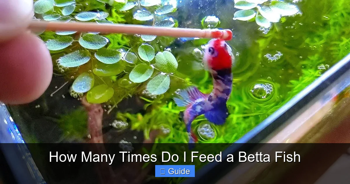 How Many Times Do I Feed a Betta Fish