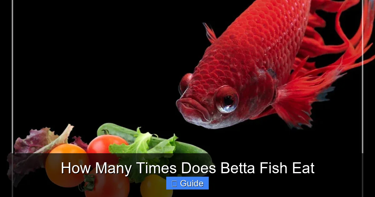 How Many Times Does Betta Fish Eat
