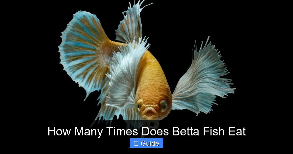 How Many Times Does Betta Fish Eat