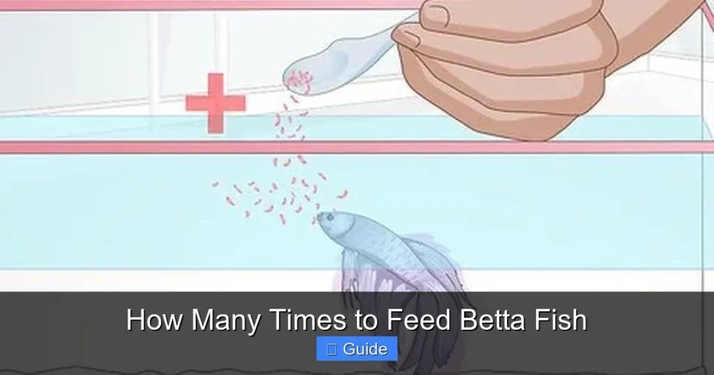 How Many Times to Feed Betta Fish