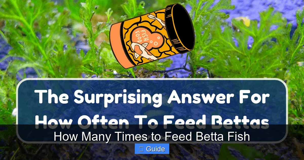 How Many Times to Feed Betta Fish