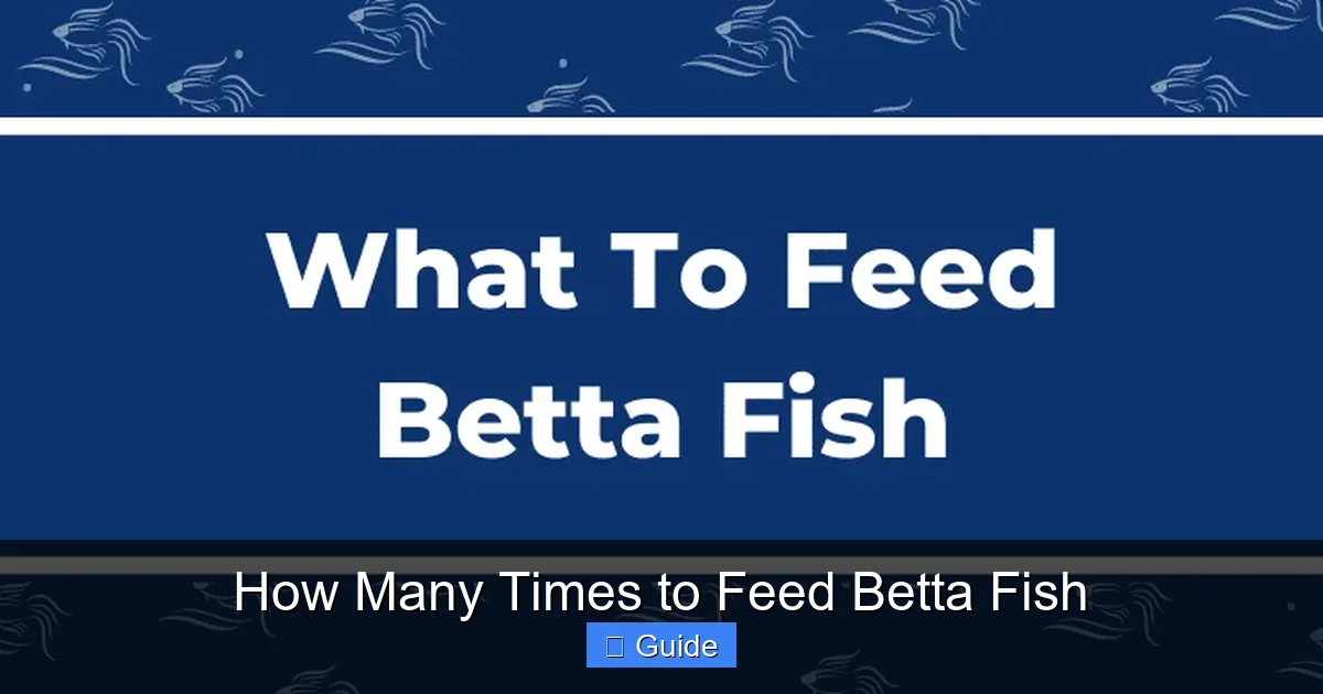 How Many Times to Feed Betta Fish