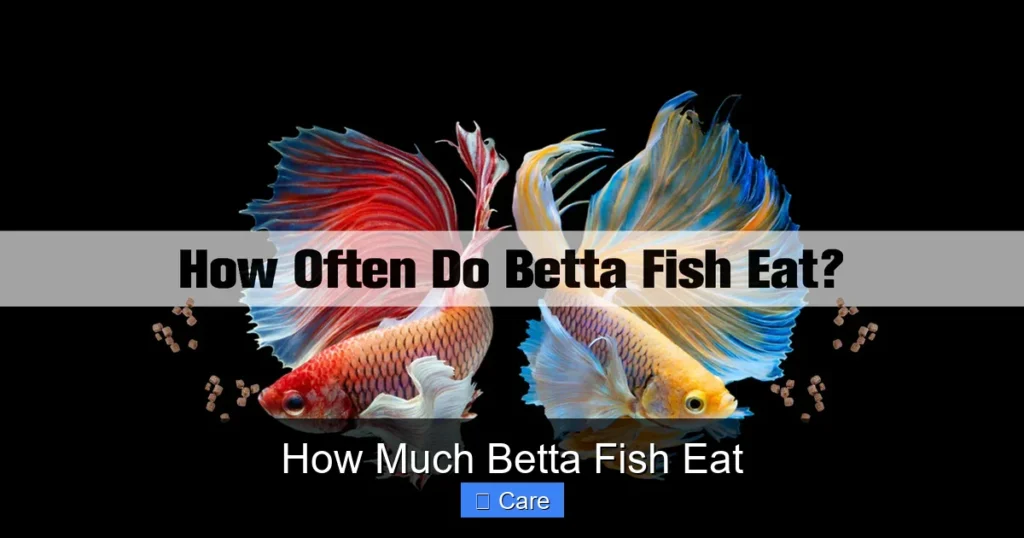How Much Betta Fish Eat