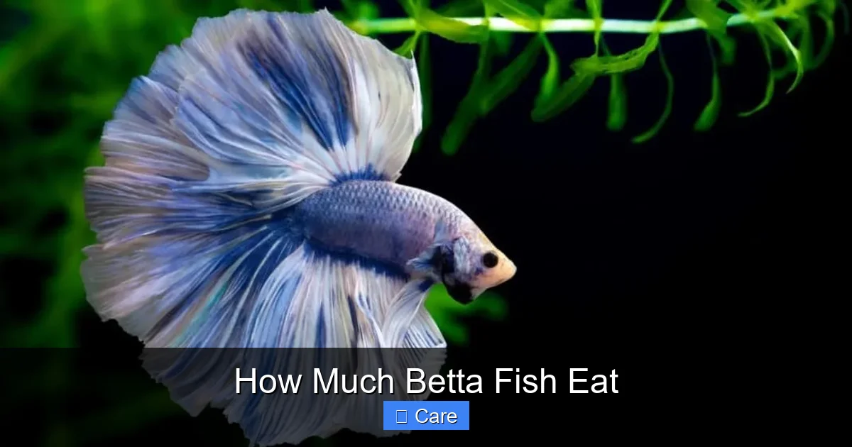How Much Betta Fish Eat