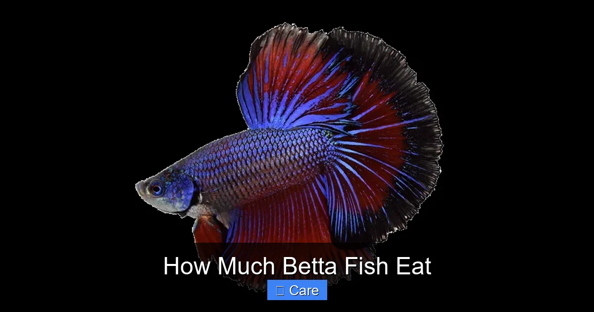 How Much Betta Fish Eat