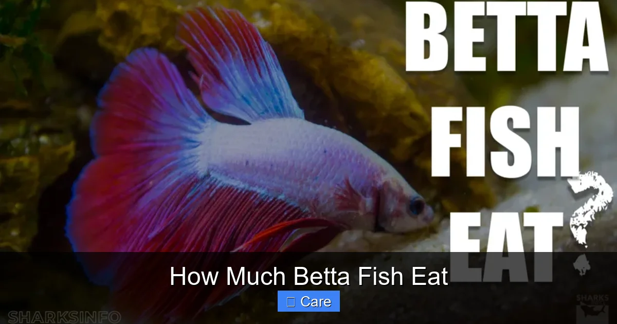 How Much Betta Fish Eat