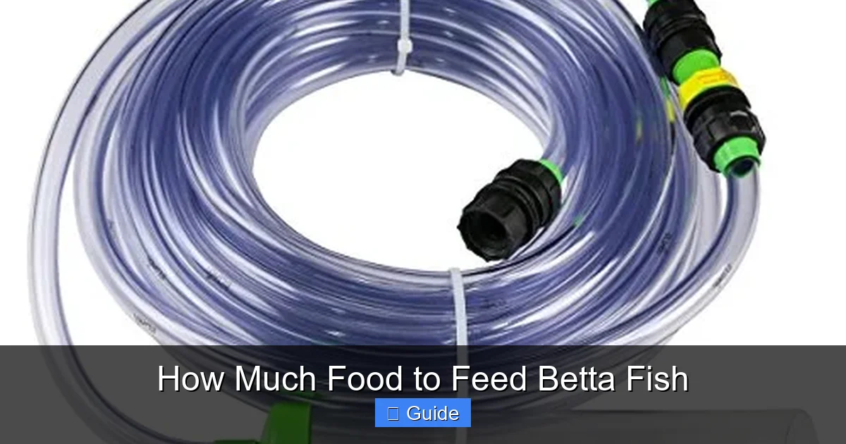 How Much Food to Feed Betta Fish