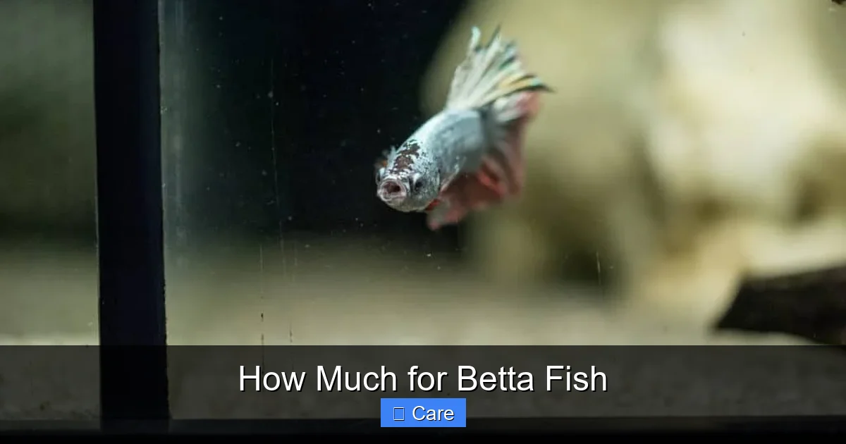 How Much for Betta Fish
