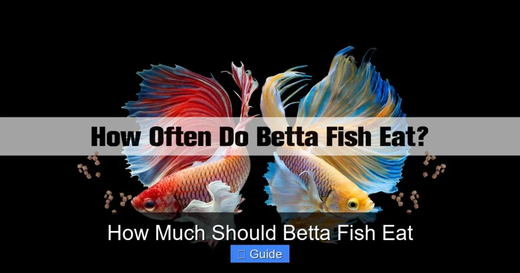 How Much Should Betta Fish Eat